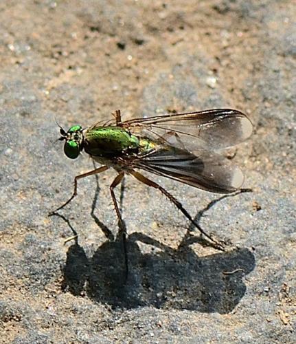 Réf. 361 156 : Poecilobothrus nobilitatus